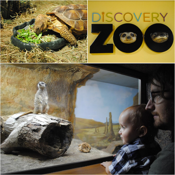 zoo-collage