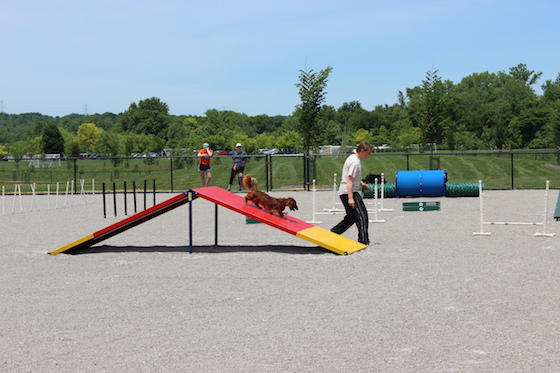Dog Parks in Cincinnati Image courtesy of Great Parks of Hamilton County