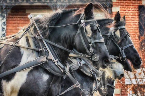 Photo credit: Lebanon Horse Drawn Carriage Parade & Festival Facebook Page