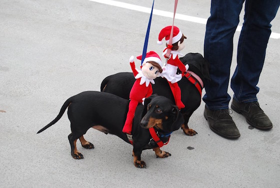Photo credit: spca Cincinnati Facebook page