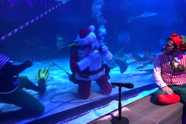 Scuba Santa Makes a Splash at Newport Aquarium