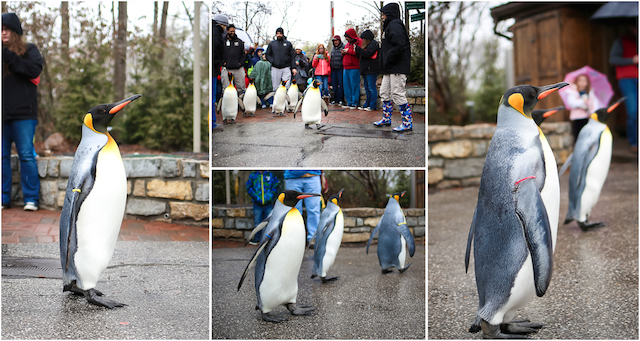 Penguin Parade collage