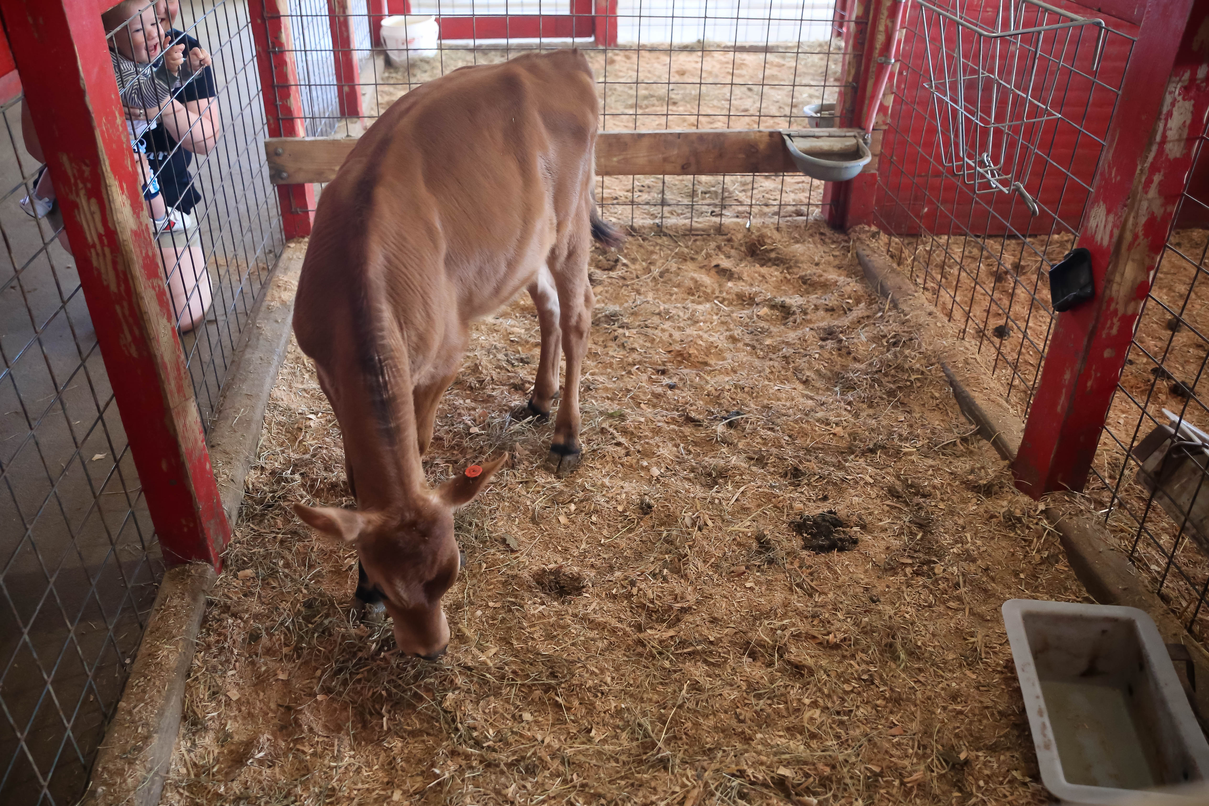 Young's Jersey Dairy Cincinnati Parent Magazine