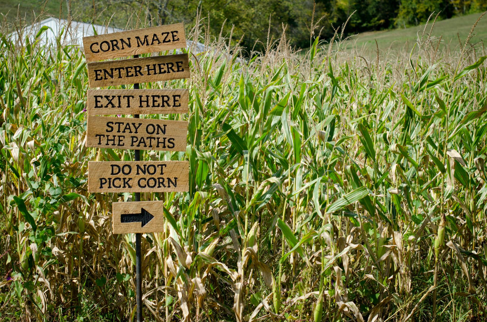 Lost In The Maize: Conquer The Corn Maze At Brooklyn Park, Minnesota