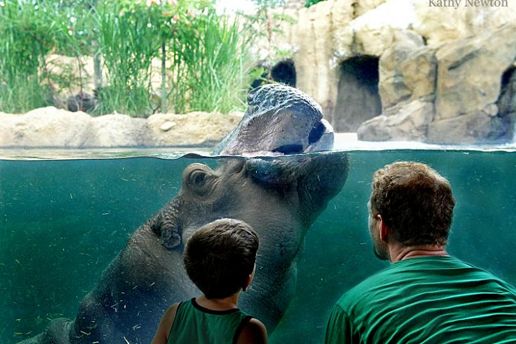 a-day-at-the-cincinnati-zoo-thrumylens