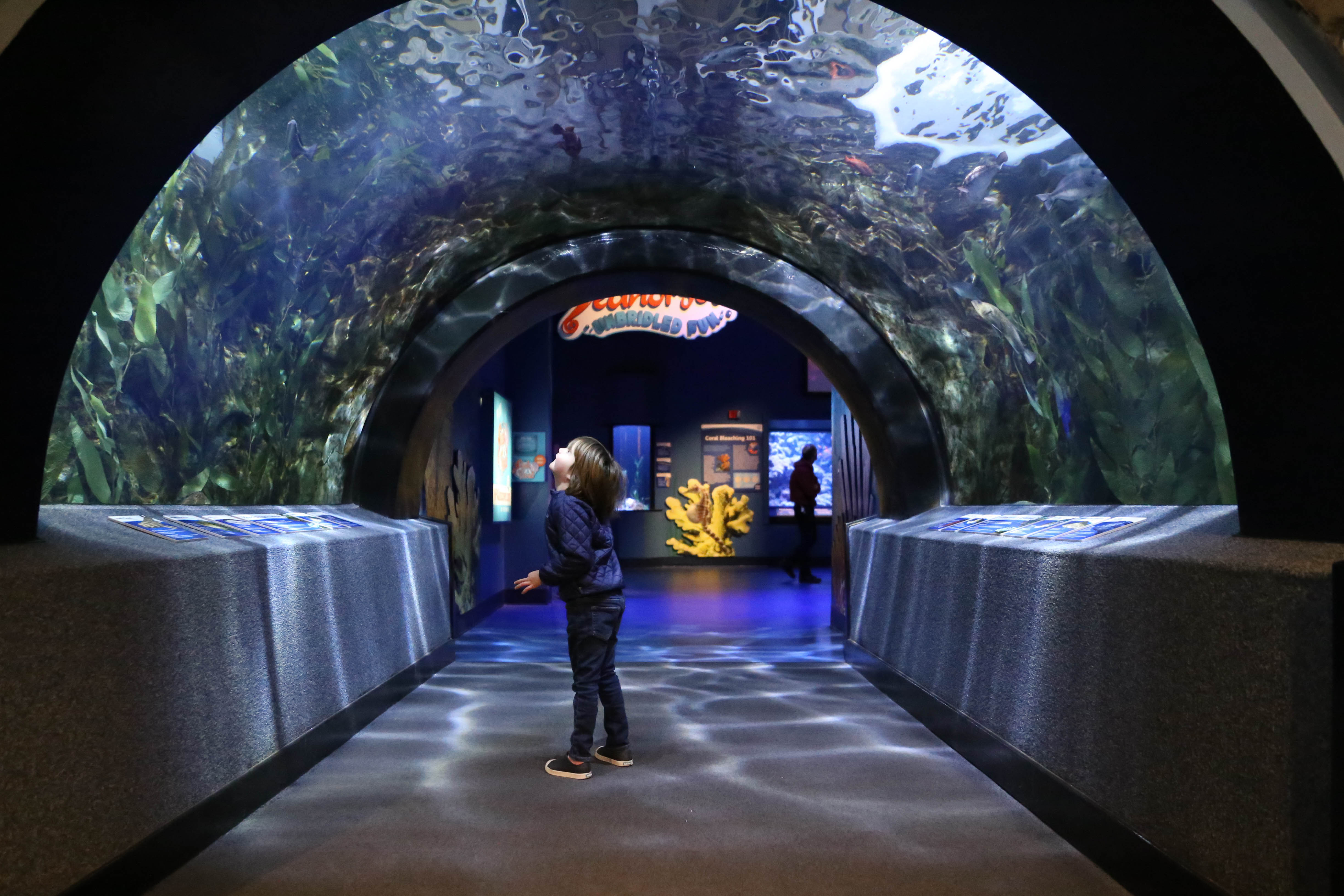 5 indoor attractions in Cincinnati that are surprisingly kid friendly ... - Newport Aquarium 1 2019 3