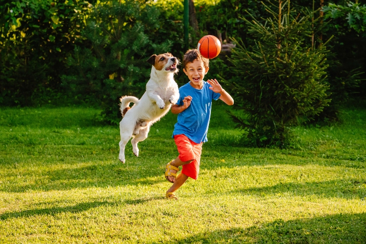 Jack Russell Terrier jumping to catch ball Cincinnati Parent Magazine